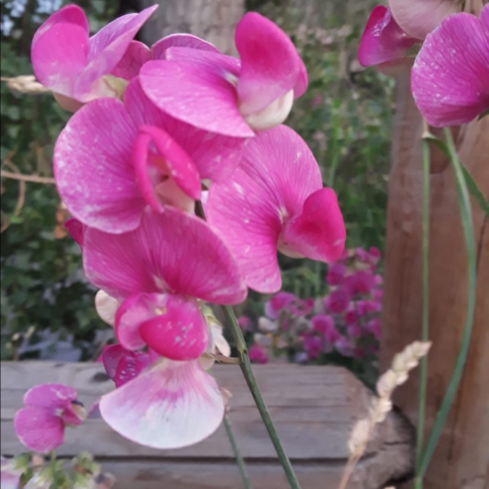 Meet your Posher, Sandra